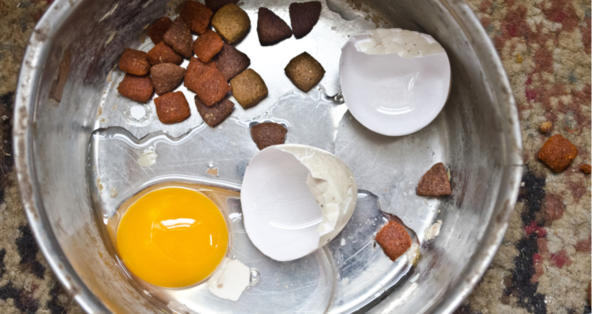 Can Dogs Eat Eggs Or Egg Whites Petcoach