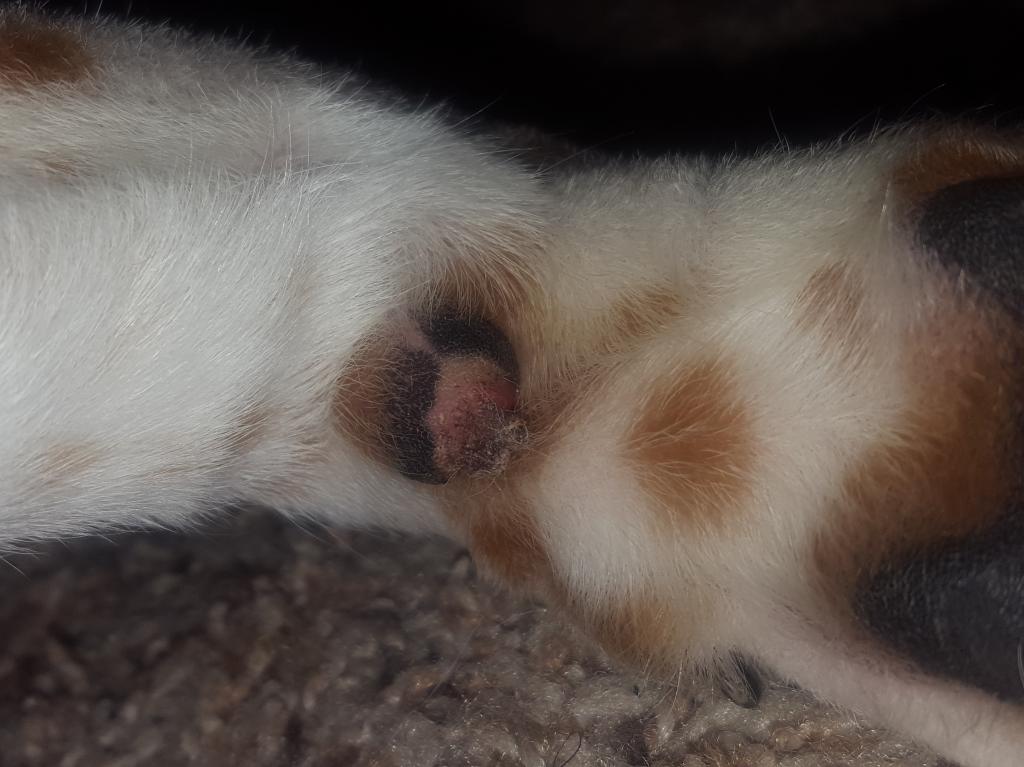 My Dog Has A Scrap On Her Carpal Pad And Some Skin paw Pad Is Hanging