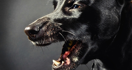 Why Is My Dog So Itchy? | PetCoach