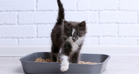 5 Great Reasons Why Life Indoors is Best for Your Cat ...