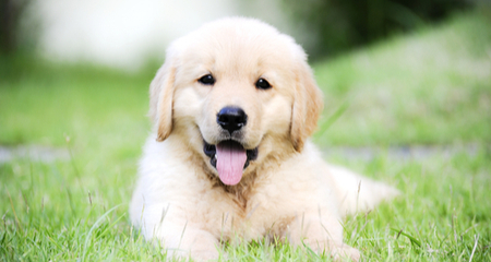 Puppy Dandruff Dry Flaky Skin In Puppies Petcoach