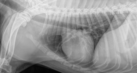 Heart Anatomy & Development in Dogs | PetCoach
