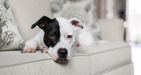 How To Keep Your Dog Off The Couch Petcoach