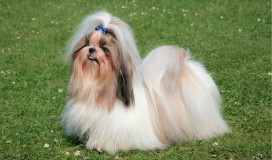 My Shih Tzu Is Seven Years Old She S 63 Days 63 Days Pregnant Is